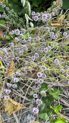 Mentha pulegium