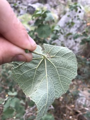 Abutilon grandifolium