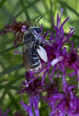 Melissodes denticulatus