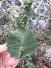 Abutilon grandifolium