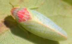Gyponana