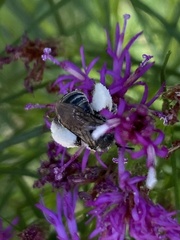 Melissodes denticulatus