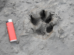 Chrysocyon brachyurus