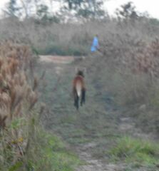 Chrysocyon brachyurus