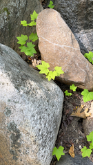 Menispermum canadense