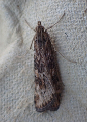 Nomophila nearctica
