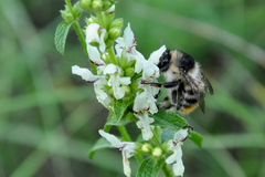 Bombus sylvarum
