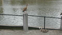 Alopochen aegyptiaca