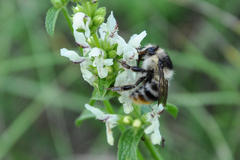 Bombus sylvarum