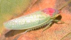 Gyponana