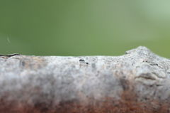 Phaeocalicium populneum