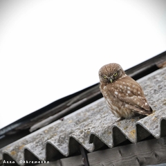 Athene noctua