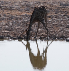 Giraffa camelopardalis angolensis