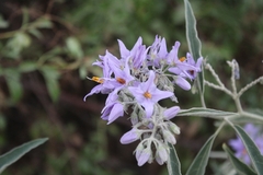 Solanum lanceolatum