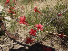 Ipomopsis tenuifolia