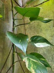 Epipremnum aureum