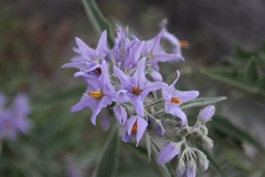 Solanum lanceolatum