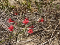 Ipomopsis tenuifolia