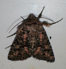 Noctuoidea