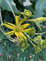 Silphium perfoliatum