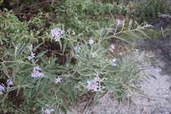 Solanum lanceolatum