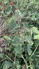 Aristolochia clematitis
