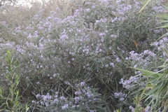 Solanum lanceolatum