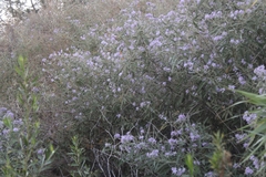 Solanum lanceolatum