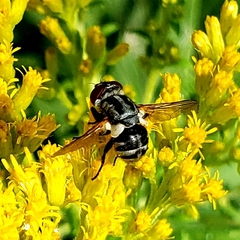 Gymnoclytia