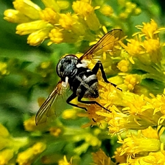 Gymnoclytia