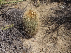 Ferocactus cylindraceus