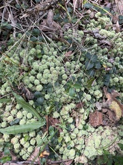 Sphagnum strictum