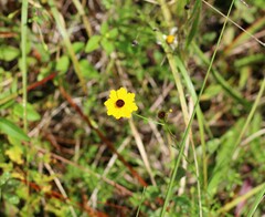 Coreopsis