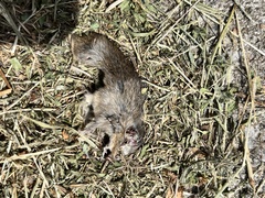 Microtus pennsylvanicus