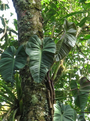 Philodendron strictum