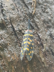 Pyrops delessertii