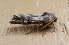 Lithomoia germana