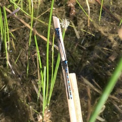 Coenagrion pulchellum