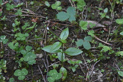 Epilobium lactiflorum