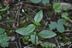 Epilobium lactiflorum