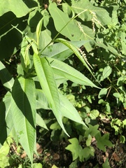 Persicaria extremiorientalis