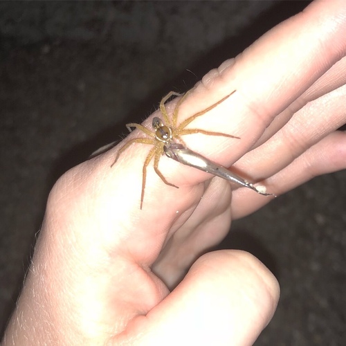 Six-spotted Fishing Spider, 240 Booth Rd, Ormond Beach, FL, US, photo 7 of 10