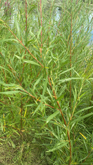 Salix interior