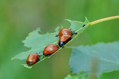 Chrysomela populi