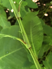 Persicaria extremiorientalis