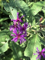 Vernonia glauca
