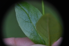 Epilobium lactiflorum