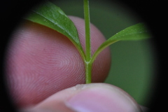 Epilobium lactiflorum