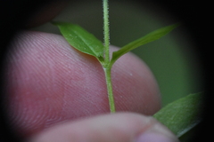 Epilobium lactiflorum