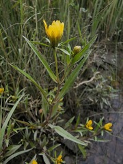 Bidens hyperborea